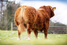 Load image into Gallery viewer, POWERFUL LOUIS