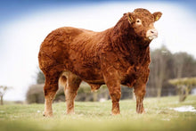 Load image into Gallery viewer, POWERFUL LOUIS