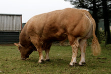 Load image into Gallery viewer, PROCTERS CAVALIER