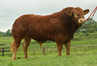 Load image into Gallery viewer, ROUNDHILL PHILIPS PP (ROI only)