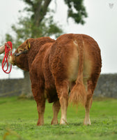 Load image into Gallery viewer, ROUNDHILL PHILIPS PP (ROI only)