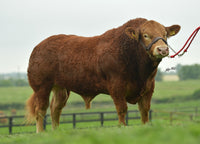 Load image into Gallery viewer, ROUNDHILL PHILIPS PP (ROI only)