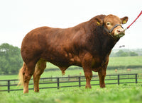 Load image into Gallery viewer, ROUNDHILL PHILIPS PP (ROI only)