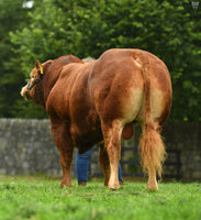 Load image into Gallery viewer, ROUNDHILL PHILIPS PP (ROI only)