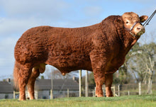 Load image into Gallery viewer, SARKLEY HERALD