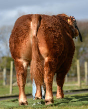 Load image into Gallery viewer, SARKLEY HERALD