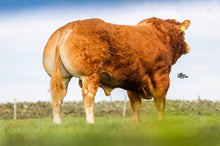 Load image into Gallery viewer, Scorboro Marabou