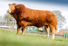 Load image into Gallery viewer, Scorboro Marabou