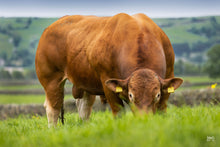 Load image into Gallery viewer, TOMSCHOICE SOLACE