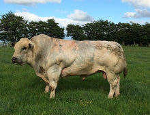 Load image into Gallery viewer, TAMHORN ENTERPRISING ET