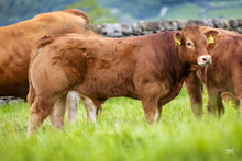 Load image into Gallery viewer, TOMSCHOICE SOLACE