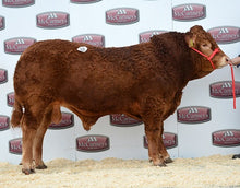 Load image into Gallery viewer, CHATSWORTH JOJO