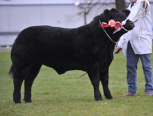 Load image into Gallery viewer, GLANGWDEN DOWNTOWN