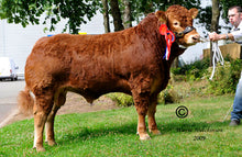 Load image into Gallery viewer, MILBROOK TANKO