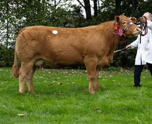 Load image into Gallery viewer, WINNINGTON TRUMPS