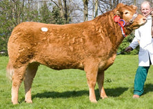 Load image into Gallery viewer, WINNINGTON TRUMPS