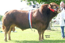 Load image into Gallery viewer, WINNINGTON TRUMPS