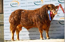 Load image into Gallery viewer, Scorboro Marabou