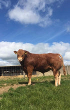 Load image into Gallery viewer, Scorboro Marabou