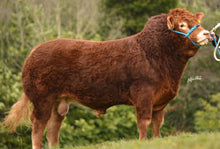 Load image into Gallery viewer, AMPERTAINE GUSTAV