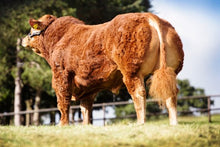 Load image into Gallery viewer, FOXHILLFARM LORDOFTHERING
